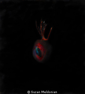 Essence of Blenny  ... 1 strobe turned out- my psuedo tri... by Suzan Meldonian 